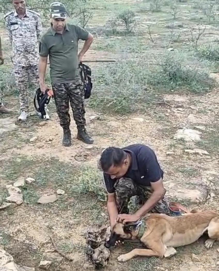 पूछताछ में 10 तेंदुओं के शिकार की कबूली बात, कूनो, श्योपुर और चंबल अभयारण्य में फैला था नेटवर्क; फंदे और वन्यजीव अवशेष भी मिले

&nbsp;