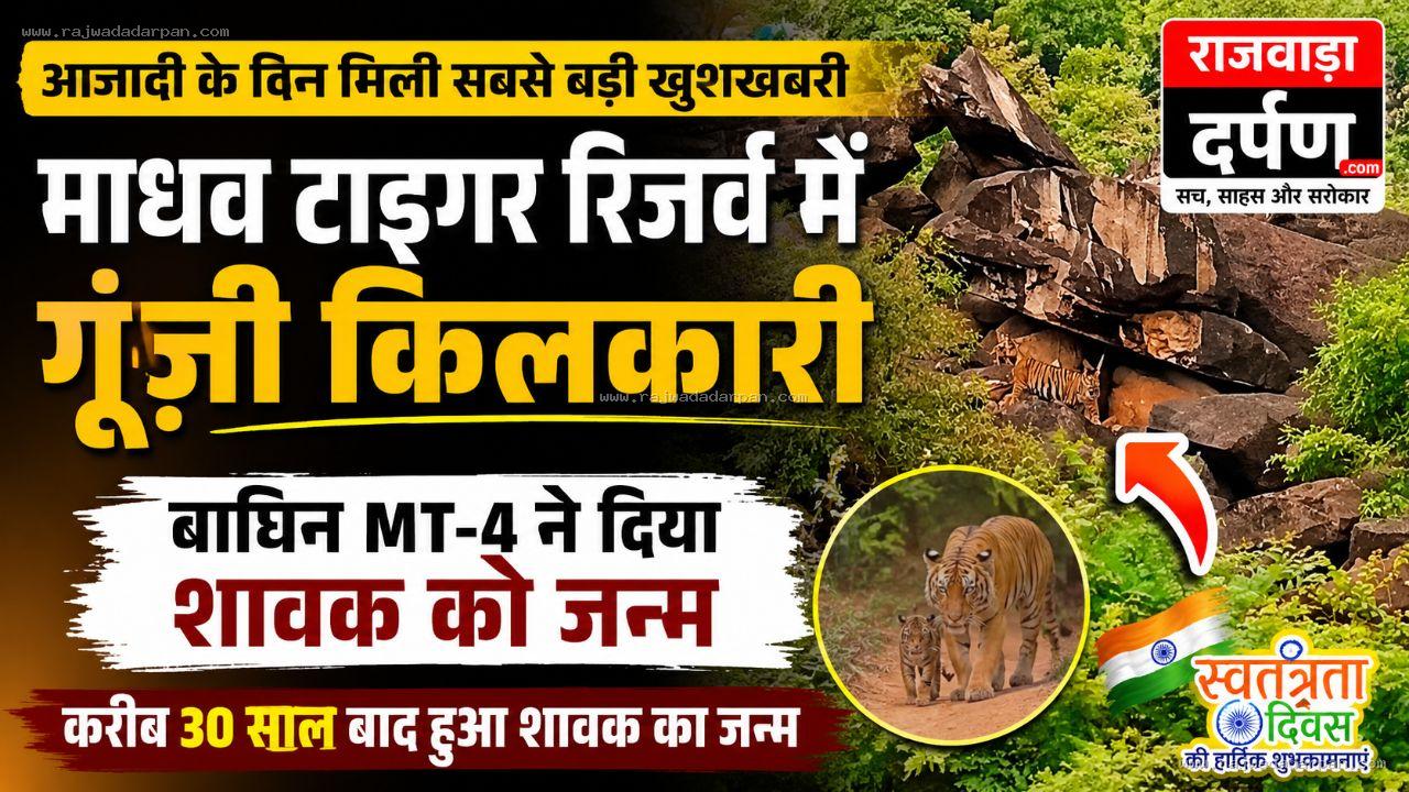 माधव के जंगल में 30 साल बाद गूंजी किलकारी, बाघिन MT-4 ने दिया शावक को जन्म; आजादी के दिन मध्यप्रदेश को मिली बड़ी खुशखबरी