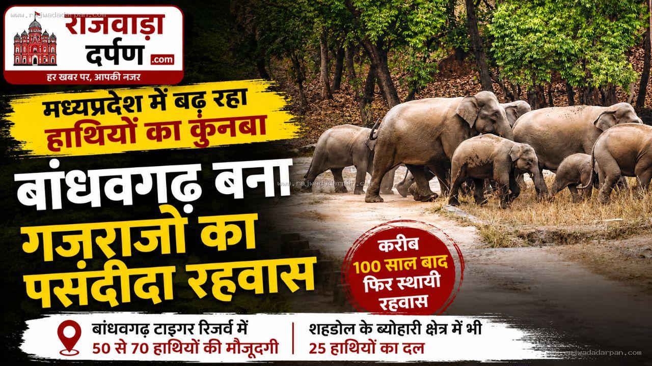 मध्यप्रदेश में बढ़ रहा गजराजों का कुनबा: बांधवगढ़ बना हाथियों का पसंदीदा ठिकाना, 50 से 70 हाथियों की मौजूदगी

&nbsp;